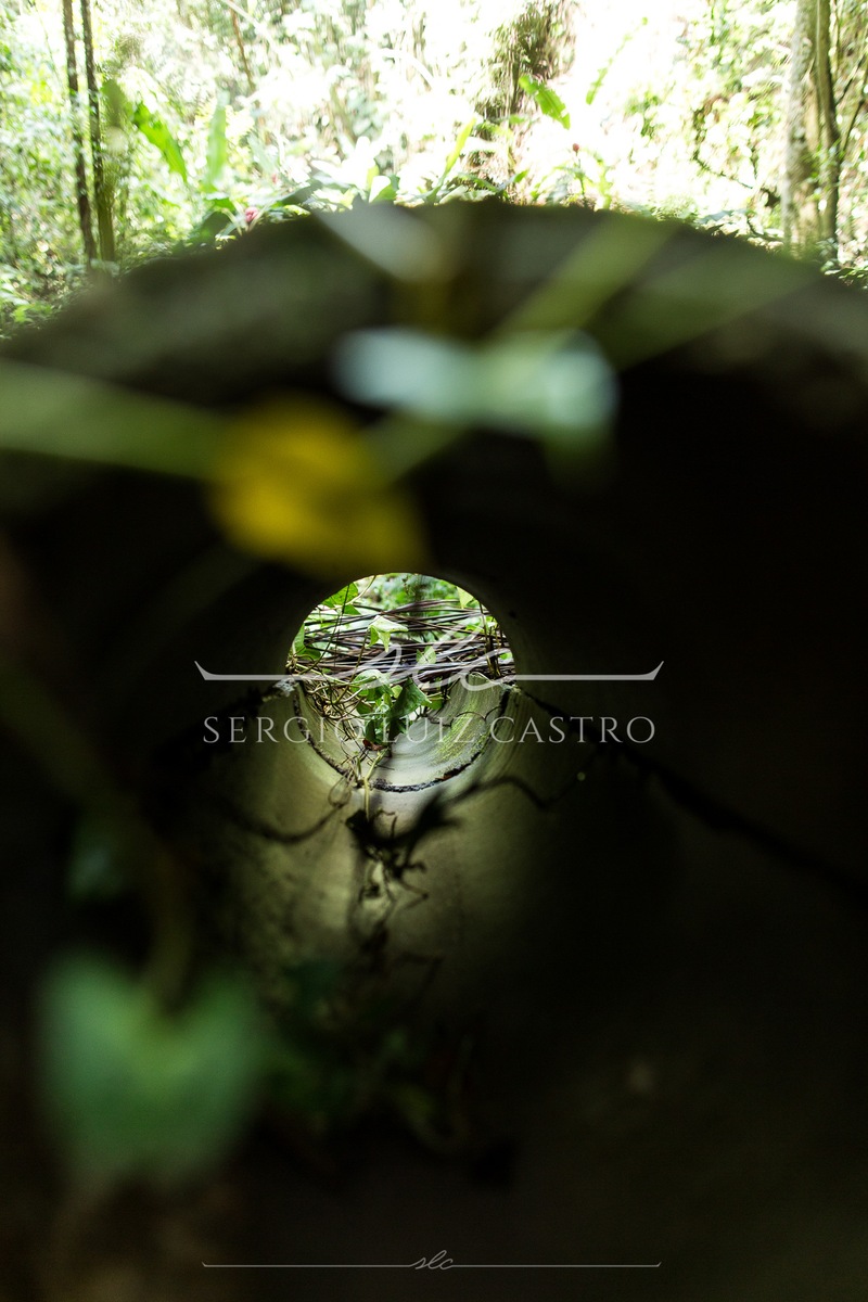 1 JardinsPlantas_Inhotim_Jan2015-4.jpg
