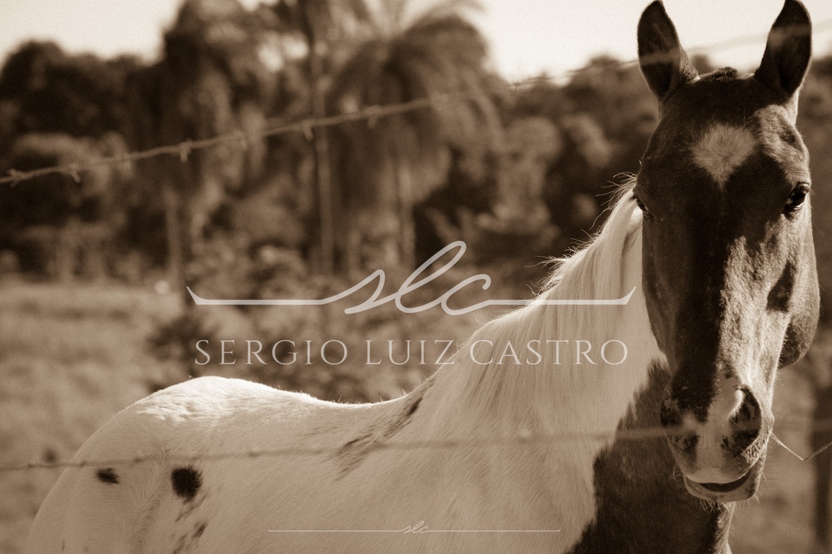 1 Bois_Jumento_Fazenda_Ipoema_Set2017-11.jpg