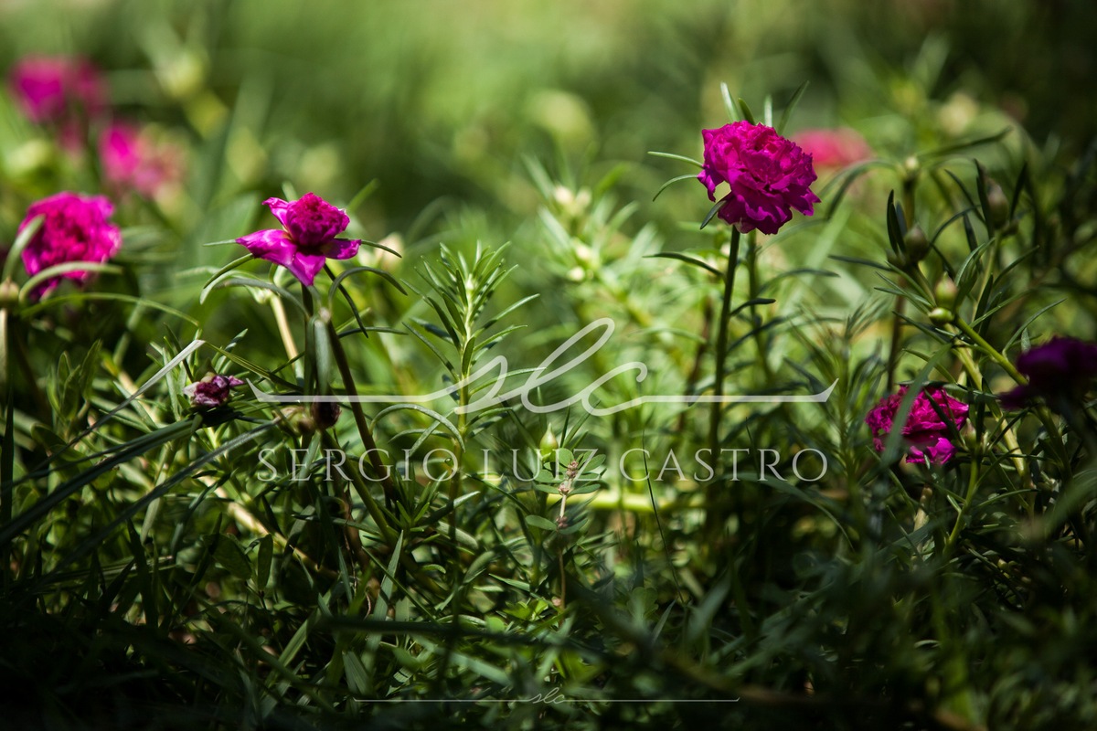 1 Flores_Aracaju_Jan2016-3.jpg