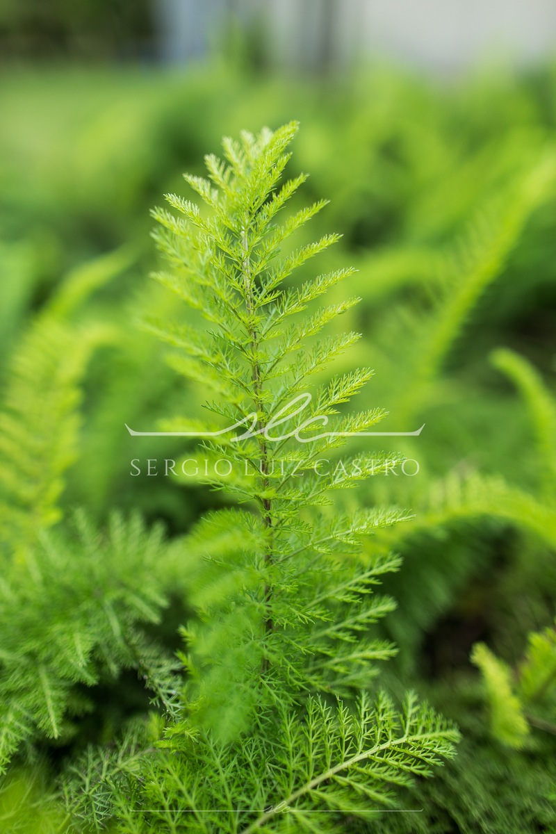 1 JardinsPlantas_Inhotim_Jan2015-7.jpg