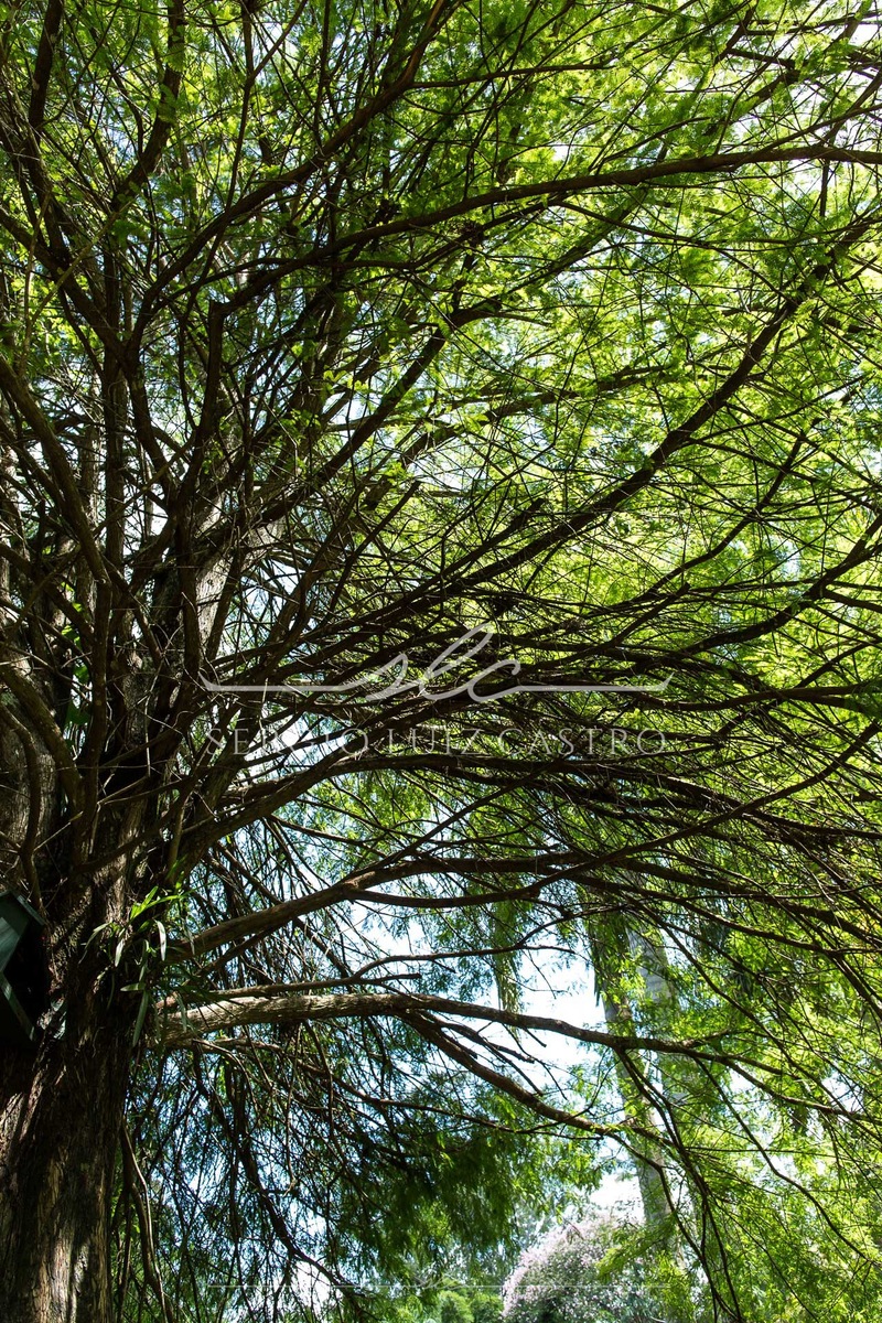 1 JardinsPlantas_Inhotim_Jan2015-11.jpg