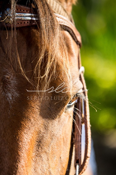 1 Cavalo_Mangalarga_SitioSaoJudasTadeu_Itaguara_Dez2018-2.jpg
