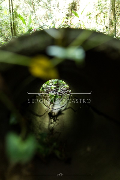 1 JardinsPlantas_Inhotim_Jan2015-4.jpg