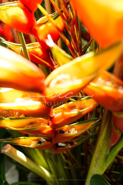 1 JardinsPlantas_Inhotim_Jan2015-9.jpg