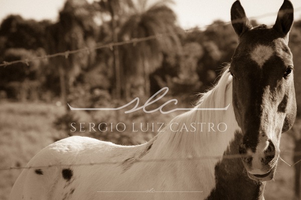 1 Bois_Jumento_Fazenda_Ipoema_Set2017-11.jpg