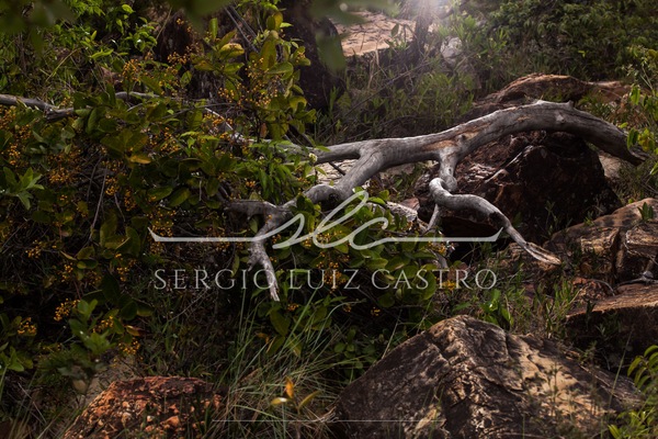 1 Natureza_SerradoCipo_Set2014-10.jpg