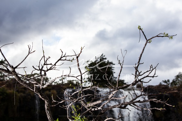 1 Natureza_SerradoCipo_Set2014-11.jpg