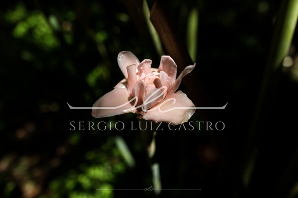 1 JardinsPlantas_Inhotim_Jan2015-2.jpg