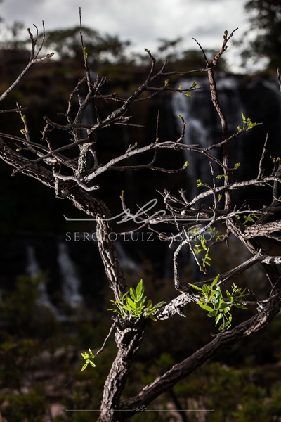 1 Natureza_SerradoCipo_Set2014-12.jpg