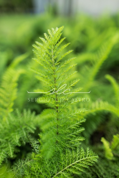 1 JardinsPlantas_Inhotim_Jan2015-7.jpg