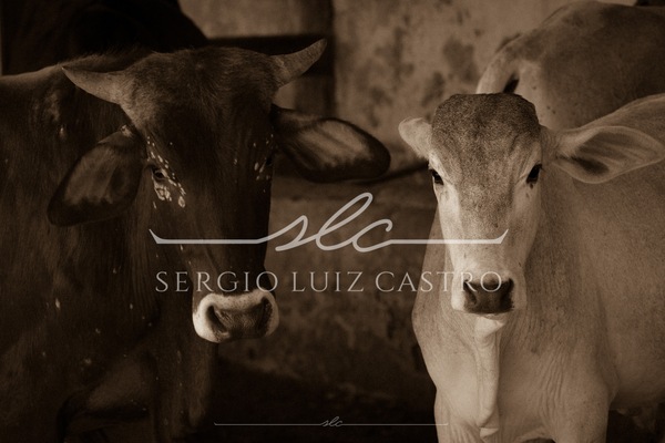 1 Bois_Jumento_Fazenda_Ipoema_Set2017-8.jpg