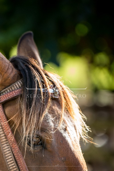 Cavalo_Mangalarga_SitioSaoJudasTadeu_Itaguara_Dez2018.jpg