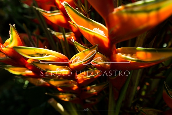 1 JardinsPlantas_Inhotim_Jan2015-10.jpg
