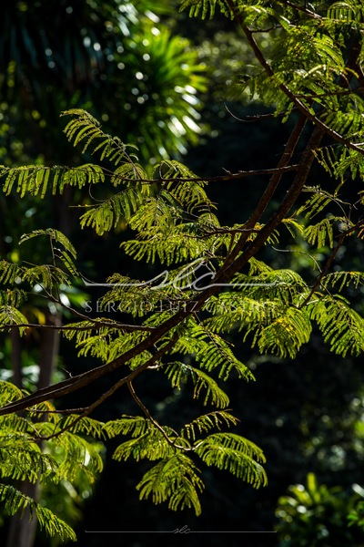 Arvores_SerradaMoeda_MinasGerais_Jun2021-3.jpg
