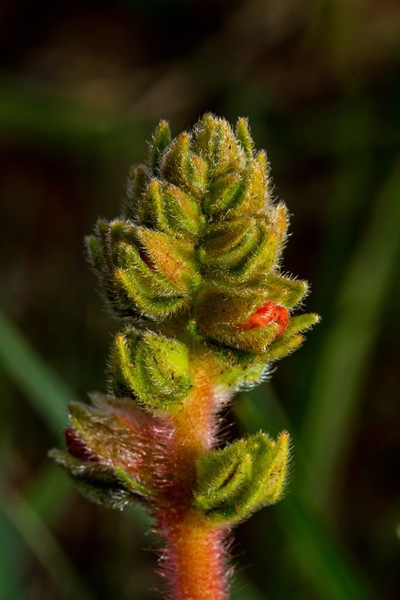 _MG_5433.jpg
