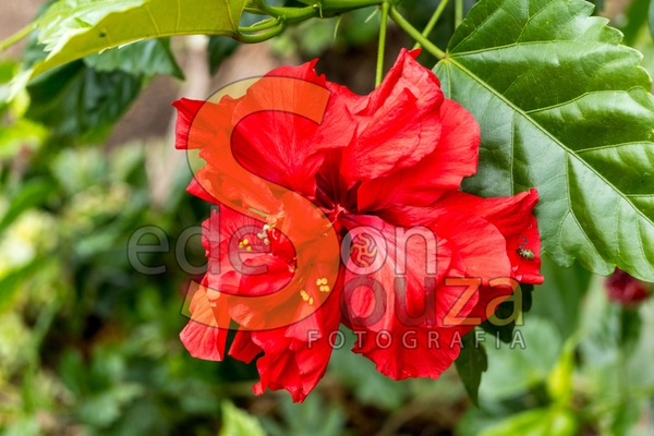 Hisco Dobrado Vermelho- Elegância Botânica em Seu Jardim, Adicione Cor e Sofisticação com Esta Planta Deslumbrante (1 de 1).jpg