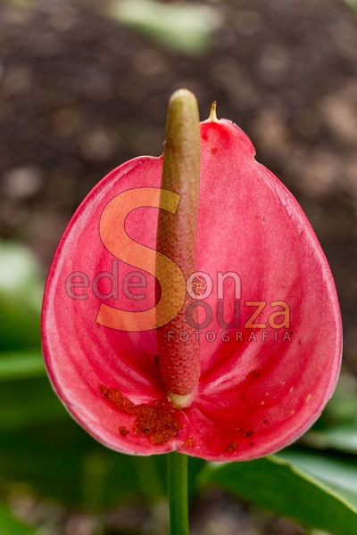 Antúrio Vermelho- Beleza Intensa e Duradoura para Iluminar seu Ambiente com Elegância e Charme Botânico (1 de 1).jpg