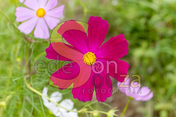 Encante-se- Jardim Florescente com Cosmos, Uma Explosão de Cores e Beleza Efêmera (55 de 58).jpg