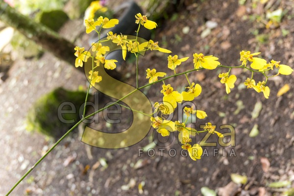 Orquídea Chave de Ouro- Elegância e Exotismo em uma Flor que Ilumina seu Espaço com Beleza e Sofisticação Botânica (1 de 1).jpg