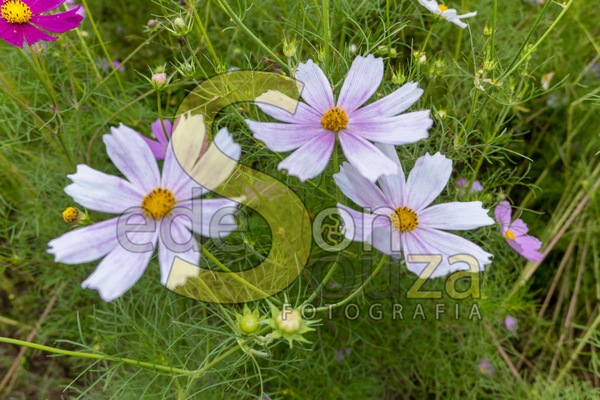 Encante-se- Jardim Florescente com Cosmos, Uma Explosão de Cores e Beleza Efêmera (48 de 58).jpg