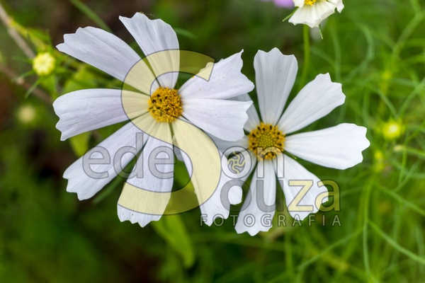 Encante-se- Jardim Florescente com Cosmos, Uma Explosão de Cores e Beleza Efêmera (54 de 58).jpg