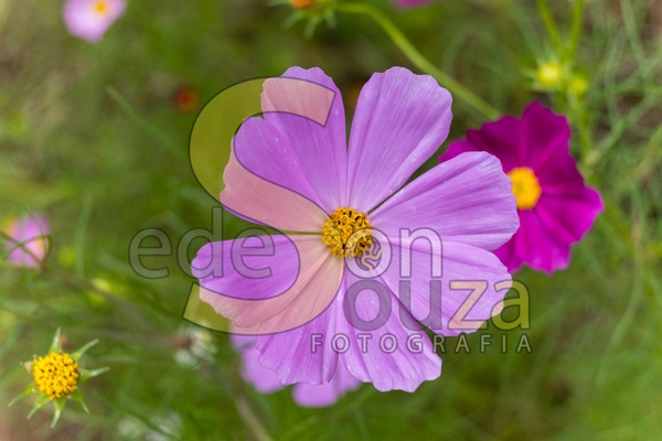 Encante-se- Jardim Florescente com Cosmos, Uma Explosão de Cores e Beleza Efêmera (51 de 58).jpg