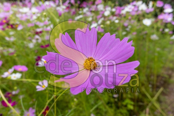Encante-se- Jardim Florescente com Cosmos, Uma Explosão de Cores e Beleza Efêmera (47 de 58).jpg