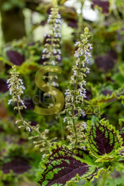 Deslumbre-se com as flores de  Coléus Scutellarioides- Uma Explosão de Cores e Formas para Transformar seu Jardim em um Espetáculo de Beleza Botânica (1 de 1).jpg