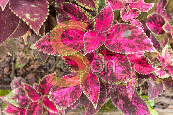 Deslumbre-se com o Coléus Scutellarioides- Uma Explosão de Cores e Formas para Transformar seu Jardim em um Espetáculo de Beleza Botânica (1 de 1).jpg