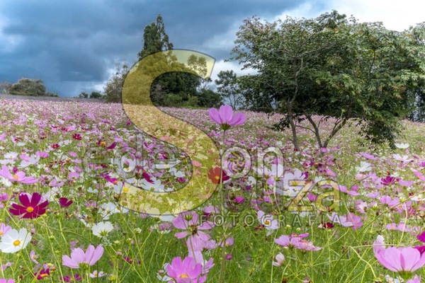 Encante-se- Jardim Florescente com Cosmos, Uma Explosão de Cores e Beleza Efêmera (56 de 58)-Editar.jpg