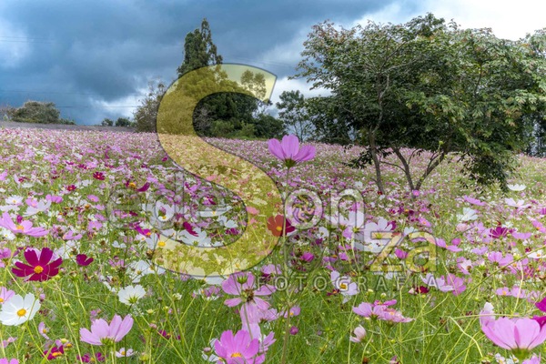 Encante-se- Jardim Florescente com Cosmos, Uma Explosão de Cores e Beleza Efêmera (56 de 58).jpg