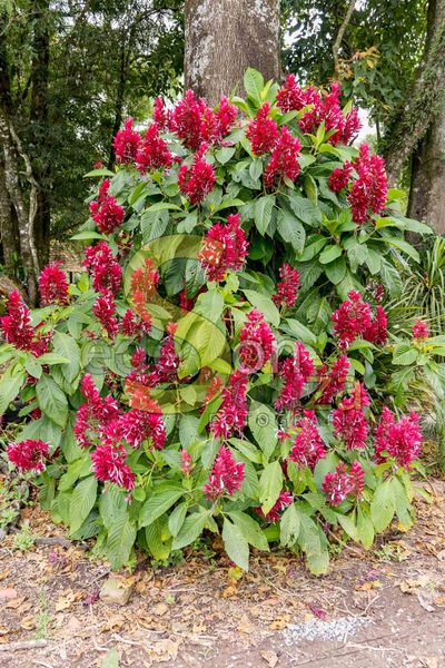Capota-Vermelha- A Beleza Exótica que Transforma Seu Jardim em um Oásis de Cores e Encanto, Conheça os Segredos Dessa Planta Fascinante (1 de 2).jpg
