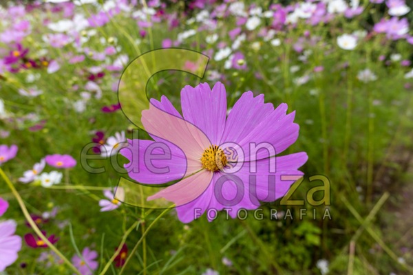Encante-se- Jardim Florescente com Cosmos, Uma Explosão de Cores e Beleza Efêmera (46 de 58).jpg