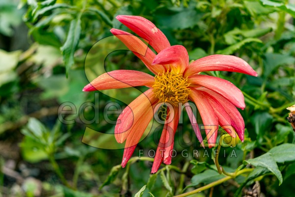 Dália- Beleza e Versatilidade em uma Flor que Encanta e Transforma Seu Jardim em um Espetáculo de Cores e Formas (1 de 1).jpg