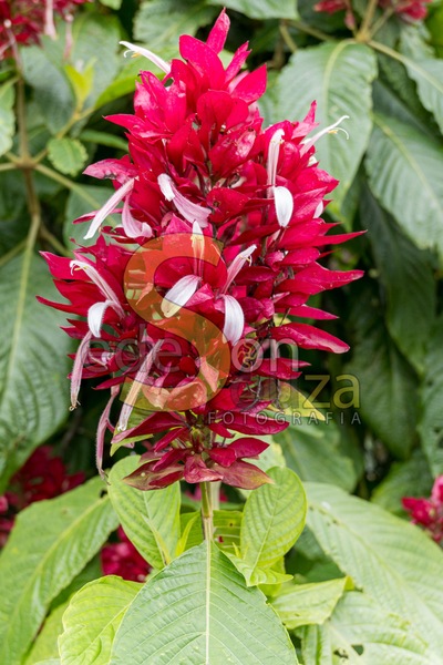 Capota-Vermelha- A Beleza Exótica que Transforma Seu Jardim em um Oásis de Cores e Encanto, Conheça os Segredos Dessa Planta Fascinante (2 de 2).jpg