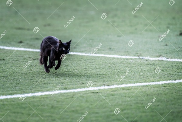 230423_SFC_0x0_AtleticoMG_Brasileirao_foto Dennis Calçada 01 (241)-1.jpg